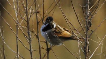 Bataklık Kirazkuşu