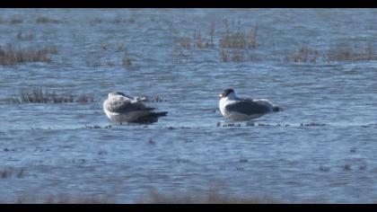 Büyük karabaş martı