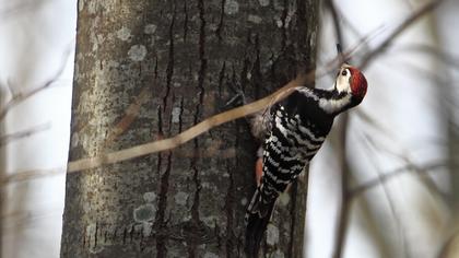 Aksırtlı ağaçkakan