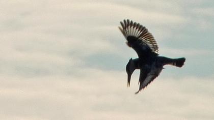 Alaca yalıçapkını