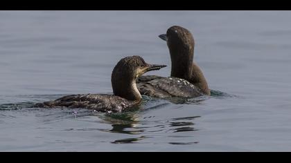 Karagerdanlı dalgıç