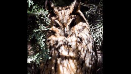 Kulaklı orman baykuşu