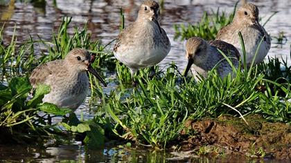 Karakarınlı kumkuşu