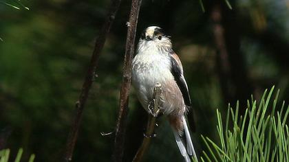 Uzunkuyruklu baştankara