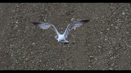 Küçük gümüş martı