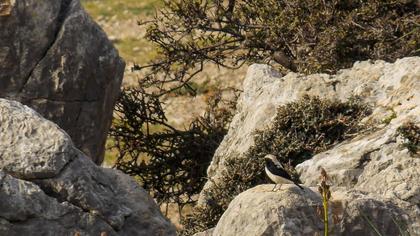 Aksırtlı kuyrukkakan