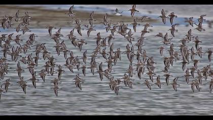 Karakarınlı kumkuşu