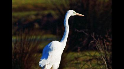 Büyük ak balıkçıl