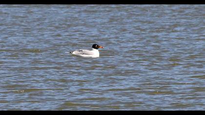 Büyük karabaş martı