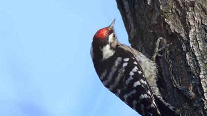 Küçük ağaçkakan