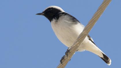 Aksırtlı kuyrukkakan