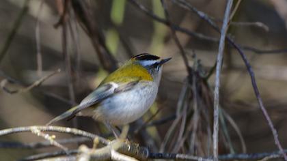 Sürmeli çalıkuşu