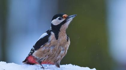 Orman alaca ağaçkakanı