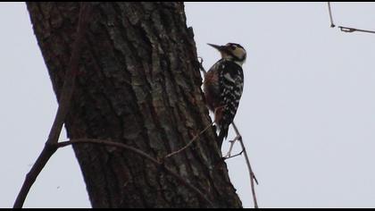 Aksırtlı ağaçkakan