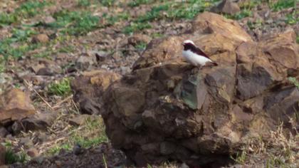 Aksırtlı kuyrukkakan