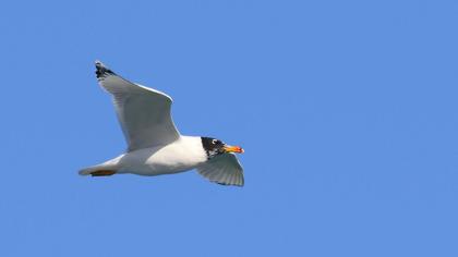 Büyük karabaş martı