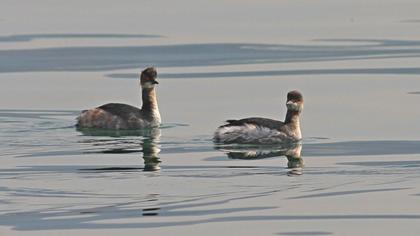 Karaboyunlu batağan