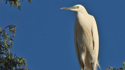 Küçük ak balıkçıl