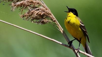 Sarı kuyruksallayan