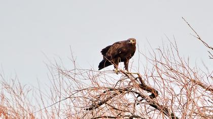 Büyük orman kartalı