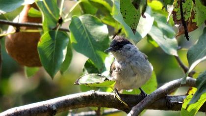 Karabaşlı ötleğen