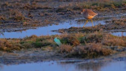 Akkuyruklu kızkuşu