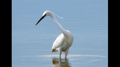 Küçük ak balıkçıl