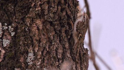 Orman tırmaşıkkuşu