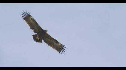 Büyük orman kartalı