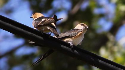 Kızıl kırlangıç