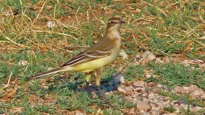 Sarı kuyruksallayan