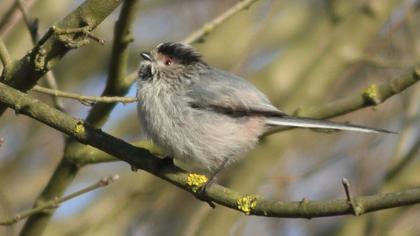 Uzunkuyruklu baştankara