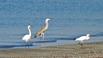 Küçük ak balıkçıl