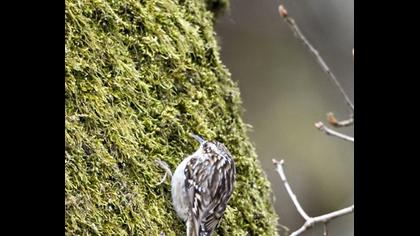 Bahçe tırmaşıkkuşu