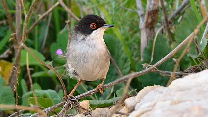 Pembegöğüslü ötleğen