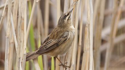 Kındıra kamışçını