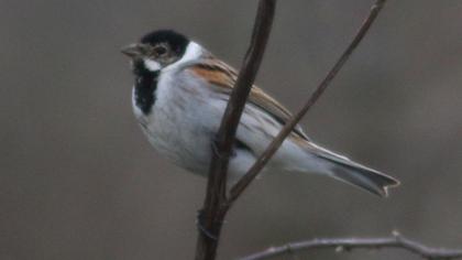 Bataklık Kirazkuşu