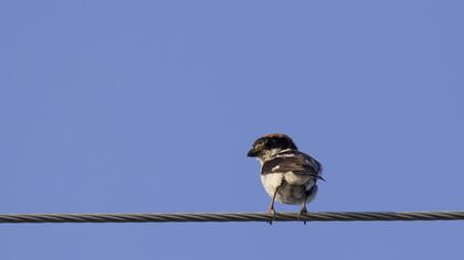 Kızılbaşlı örümcekkuşu