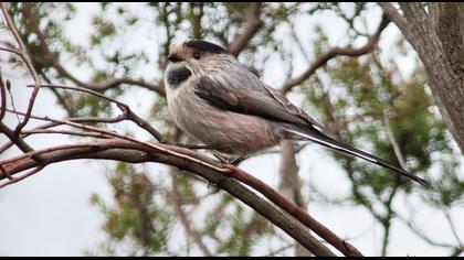 Uzunkuyruklu baştankara