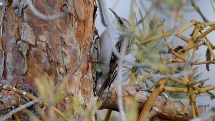 Orman tırmaşıkkuşu