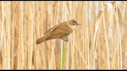 Büyük kamışçın