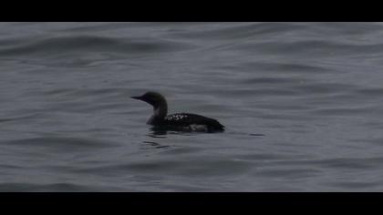 Karagerdanlı dalgıç