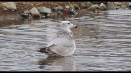 Büyük karabaş martı