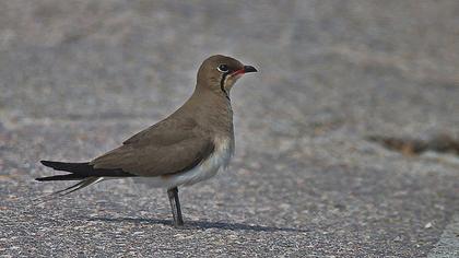Bataklıkkırlangıcı