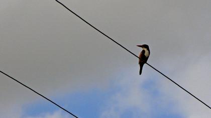 İzmir yalıçapkını