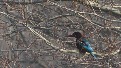 İzmir yalıçapkını