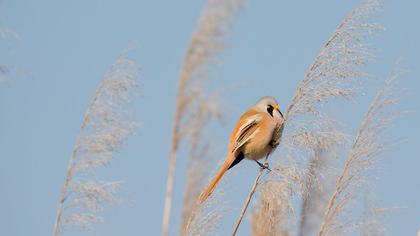 Bearded Reedling