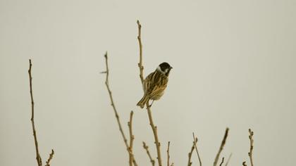 Bataklık Kirazkuşu