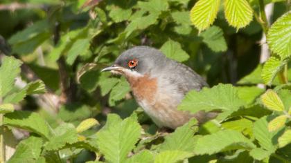 Bıyıklı ötleğen
