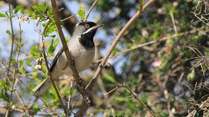 Karaboğazlı ötleğen